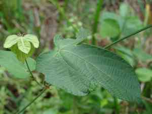 Spurgecreeper(Dalechampia scandens)