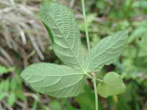 Spurgecreeper(Dalechampia scandens)