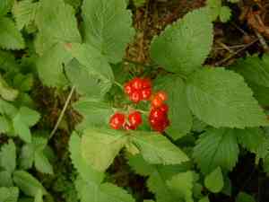 Dewdrops (Dalibarda)(Dalibarda)