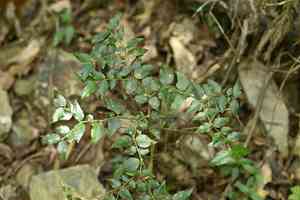 Indicus(Damnacanthus indicus)