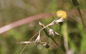 California oat grass(Danthonia californica)
