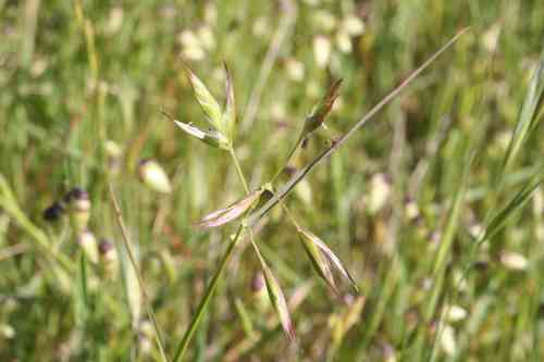 California oat grass(Danthonia californica)