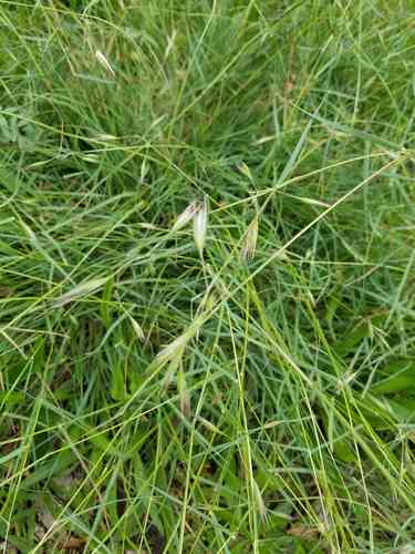 California oat grass(Danthonia californica)