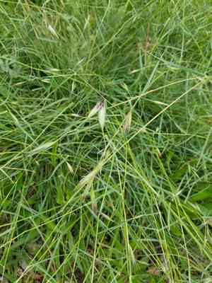 California oat grass(Danthonia californica)