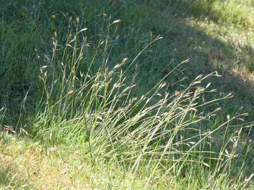 California oat grass(Danthonia californica)