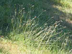 California oat grass(Danthonia californica)