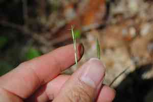 Poverty Oatgrass(Danthonia spicata)