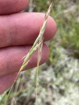 Poverty Oatgrass(Danthonia spicata)