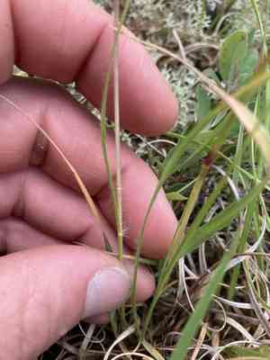 Poverty Oatgrass(Danthonia spicata)