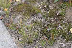 Poverty Oatgrass(Danthonia spicata)