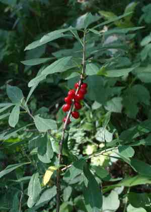 February daphne(Daphne mezereum)