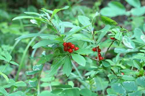 February daphne(Daphne mezereum)