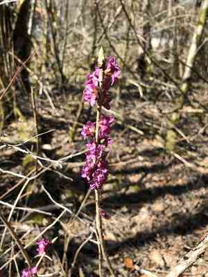 February daphne(Daphne mezereum)