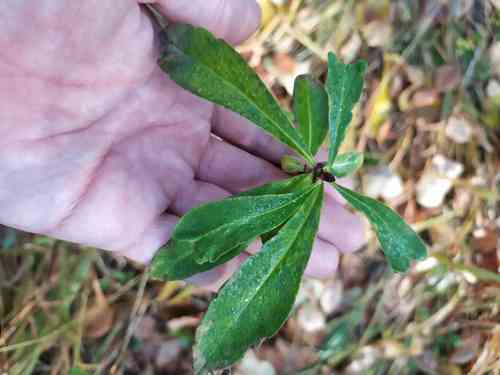 February daphne(Daphne mezereum)