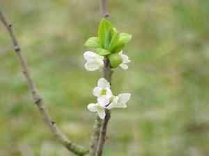 February daphne(Daphne mezereum)