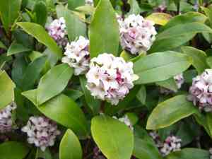 Winter daphne(Daphne odora)