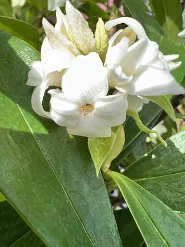 Winter daphne(Daphne odora)