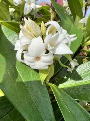 Winter daphne(Daphne odora)