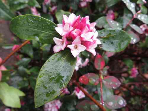 Winter daphne(Daphne odora)