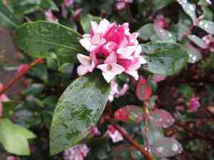 Winter daphne(Daphne odora)