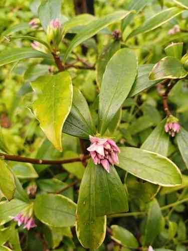 Winter daphne(Daphne odora)