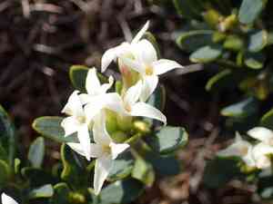 Spurge-olive(Daphne oleoides)