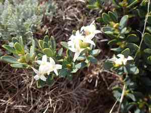 Spurge-olive(Daphne oleoides)