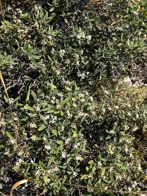 Spurge-olive(Daphne oleoides)