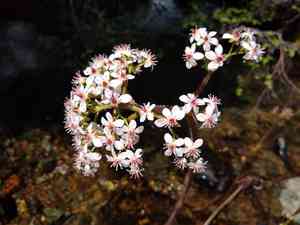 Indian rhubarb(Darmera peltata)