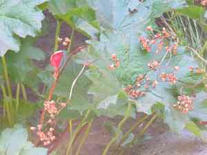 Indian rhubarb(Darmera peltata)