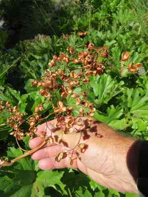 Indian rhubarb(Darmera peltata)