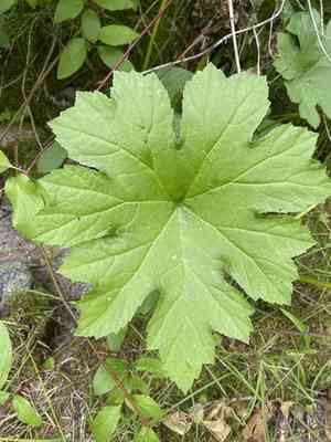 Indian rhubarb(Darmera peltata)