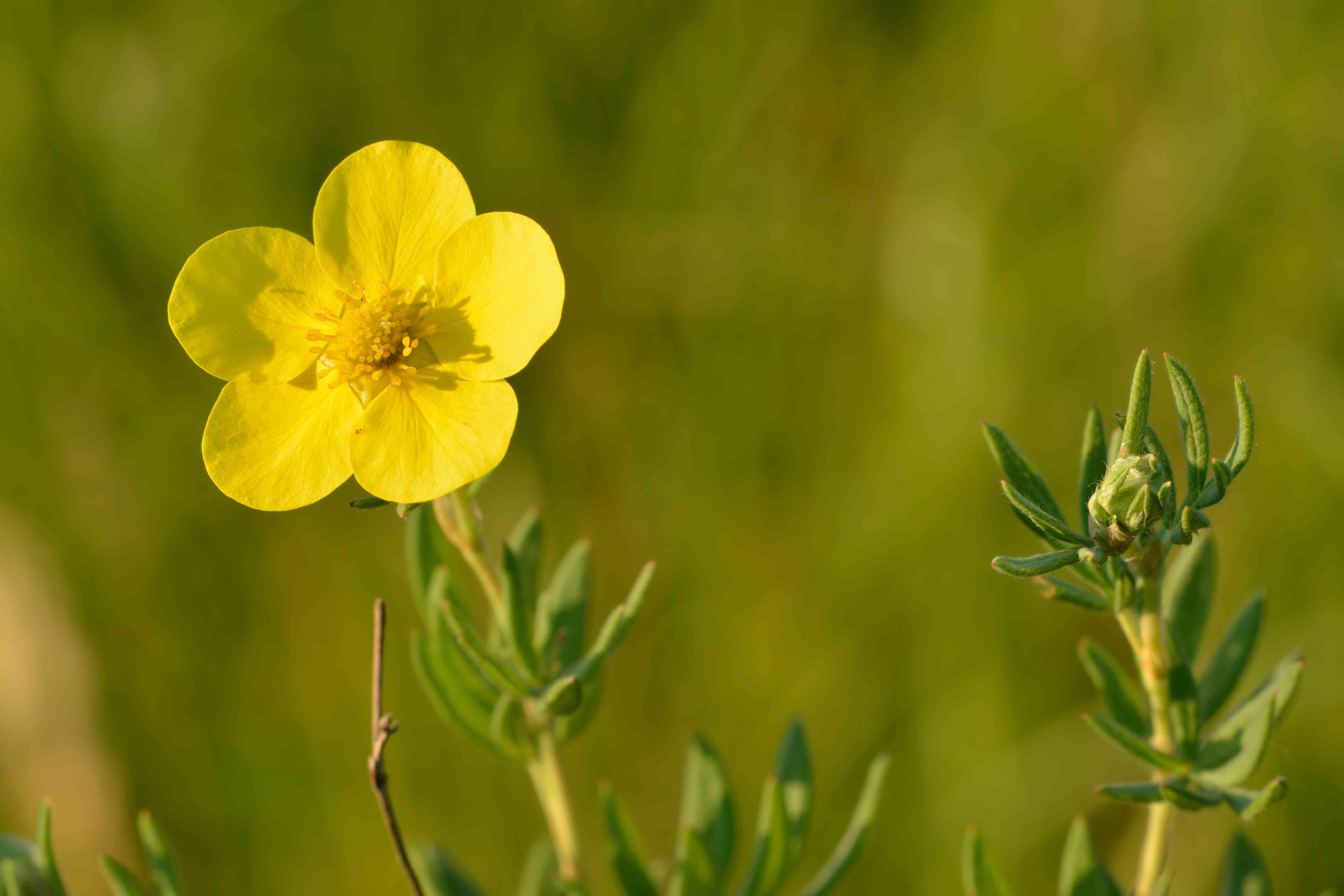 Shrubby cinquefoil(Dasiphora fruticosa)