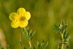 Shrubby cinquefoil(Dasiphora fruticosa)