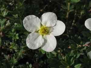 Shrubby cinquefoil(Dasiphora fruticosa)