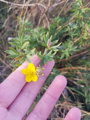 Shrubby cinquefoil(Dasiphora fruticosa)
