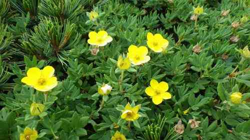 Shrubby cinquefoil(Dasiphora fruticosa)