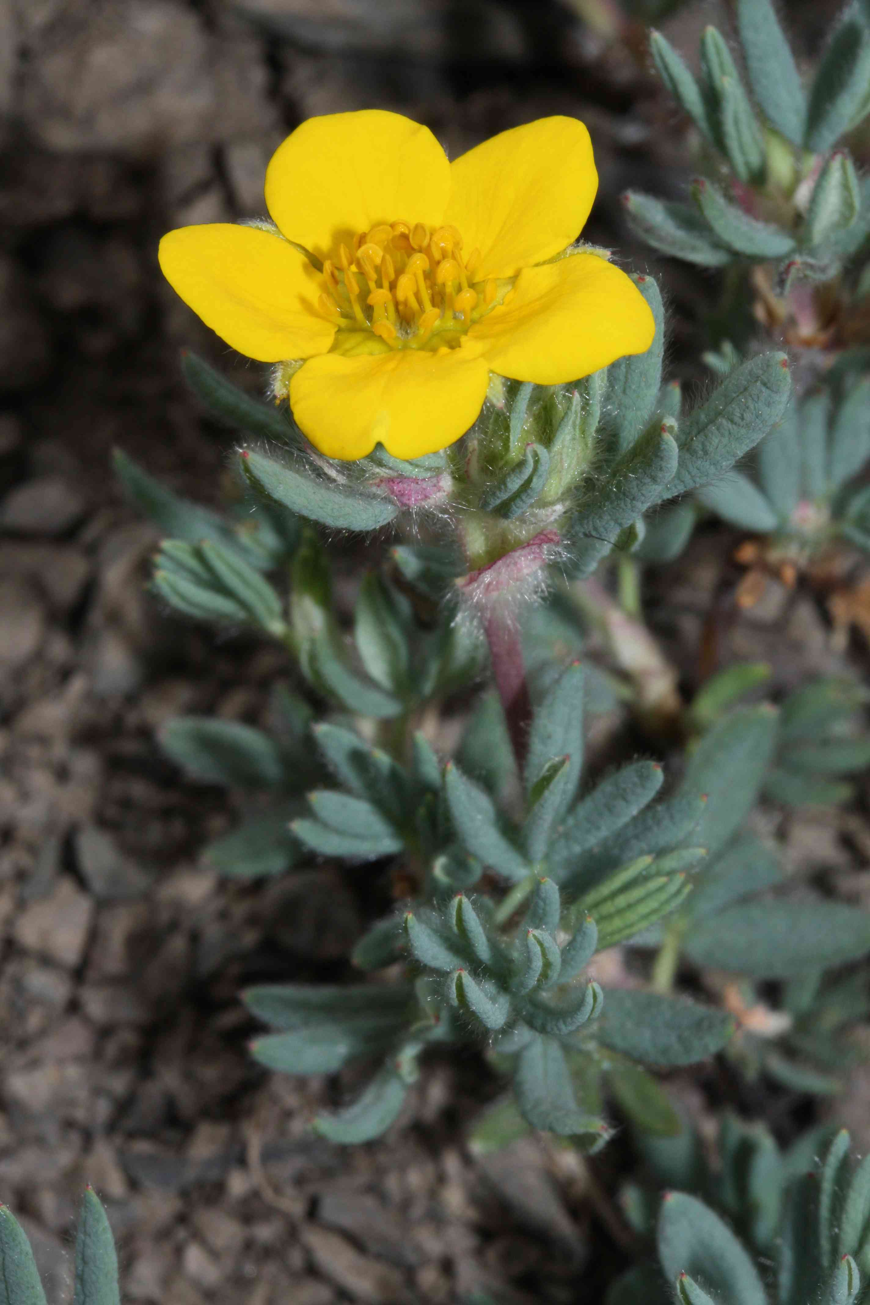 Shrubby cinquefoil(Dasiphora fruticosa)