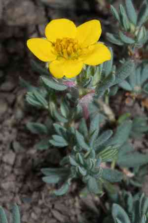 Shrubby cinquefoil(Dasiphora fruticosa)