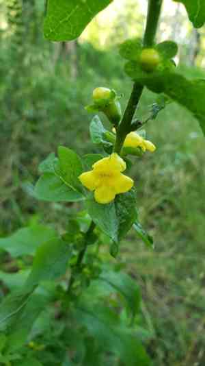Mullein foxglove(Dasistoma macrophylla)