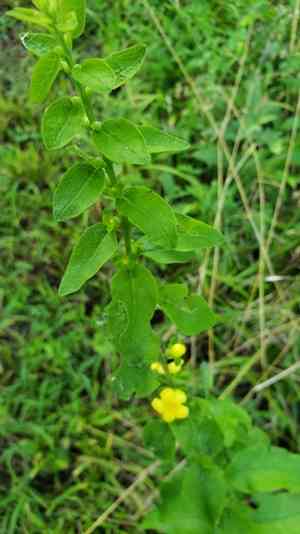 Mullein foxglove(Dasistoma macrophylla)