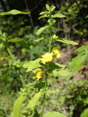 Mullein foxglove(Dasistoma macrophylla)