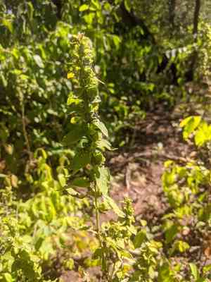 Mullein foxglove(Dasistoma macrophylla)