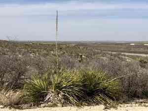 Green sotol(Dasylirion leiophyllum)