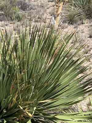 Green sotol(Dasylirion leiophyllum)