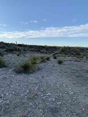 Green sotol(Dasylirion leiophyllum)