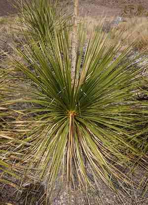 Green sotol(Dasylirion leiophyllum)