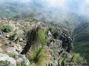 Mexican grass tree(Dasylirion longissimum)