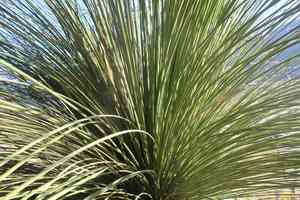 Mexican grass tree(Dasylirion longissimum)