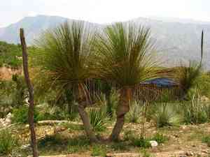 Mexican grass tree(Dasylirion longissimum)